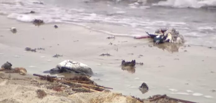 Dozens of dead birds found on Long Island beach believed to have died from avian flu